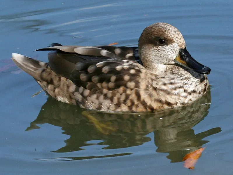 Marbled Duck